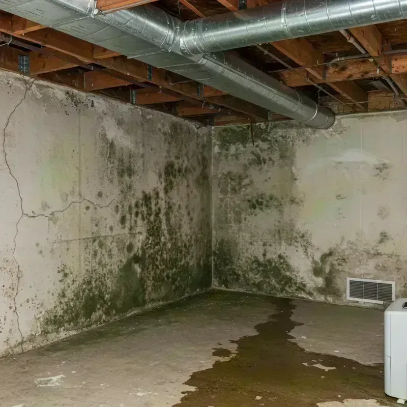 Professional Mold Removal in Grayson County, VA